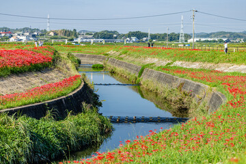 愛知県　 矢勝川の彼岸花
