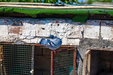 close up of a pigeon on the roof
