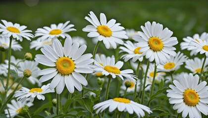 Seamless chamomile pattern on a summer meadow under a blue sky