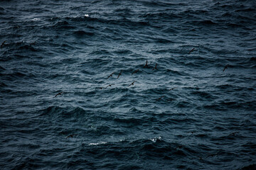 Galapagos Wildlife Birds Soaring Over Ocean Waves