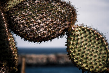 Galapagos Cactus Closeup with Ocean Background