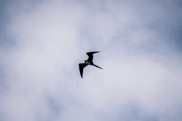 Galapagos Frigatebird Soaring Against Blue Sky