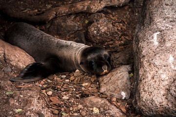 Obraz premium Resting Galapagos Sea Lion Pup on Rocky Terrain