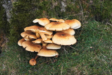 Fototapeta premium SONY DShaggy Scalycap (Pholiota squarrosa) in the UK found at the base of a living treeSC