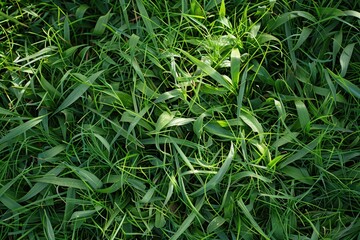 Obraz premium A detailed shot of lush green grass, suitable for use in nature or landscape contexts