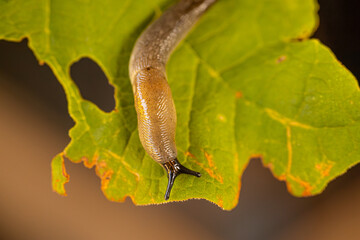 A detailed close up of a slug crawling on a vibrant green leaf. The intricate textures of the slugs body and the leafs surface are clearly visible. Copy space.