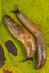 Two slugs crawling on a vibrant green leaf with visible holes. The intricate textures of the slugs and the leafs surface are clearly detailed.