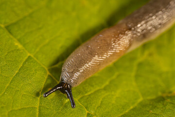 A detailed close up of a slug crawling on a vibrant green leaf. The intricate textures of the slugs body and the leafs surface are clearly visible. Copy space.