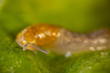 A detailed close up of a slug crawling on a vibrant green leaf. The intricate textures of the slugs body and the leafs surface are clearly visible. Copy space.
