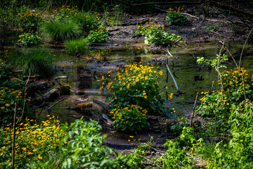 Beautiful yellow flowers growing in the swamp area of Slapnica stream, deep in the Zumberak mountain canyon, Croatia
