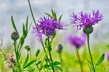 Scabious knapweed, daisy family, (Asteraceae)
Scientific name: Centaurea scabiosa, close-up, macro