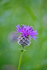 Scabious knapweed, daisy family, (Asteraceae)
Scientific name: Centaurea scabiosa, close-up