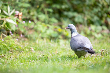 Woodpigeon (Columba palumbus) on the short grass of a garden lawn in summer - Yorkshire, UK