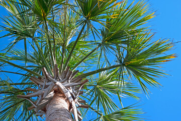 Palmetto Tree (Sabal Palmetto), view from ground level looking up at underside of palm branches; the state tree of South Carolina.