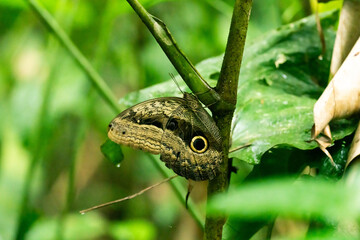 Papillon chouette sur une plante, ailes fermées. Puerto Misahualli, Equateur