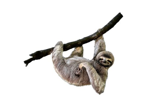 Sloth, Animal of Costa Rica on white background, isolated, funny animal hanging on tree branch scratching belly, cute, funny and chilled