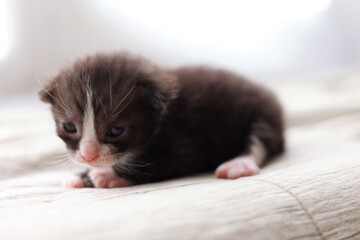 A charming baby kitten peacefully sleeping on a delicate light fabric background