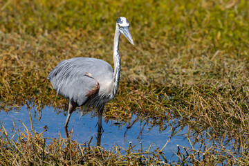 Great Blue Heron foraging and walking at Sweetwater wetlands in Gainesville Florida.