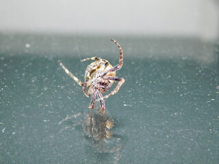 Spinne 1