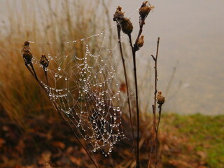 Spinnennetz + Wassertropfen 6