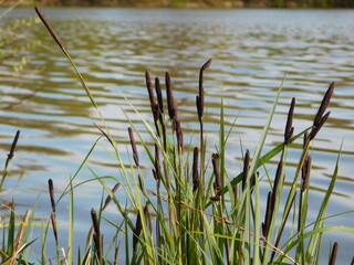 Gras Wasser