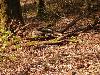 Natur