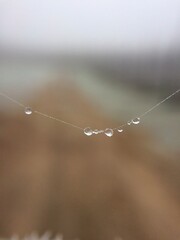 Water droplets on spiderweb