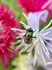 A fly searching for nectar 