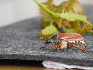 Maikäfer 6