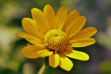 yellow flower