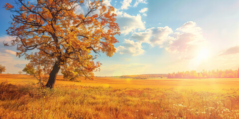 Fototapeta premium An autumn field, the sun is shining. Landscape in fall