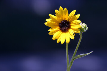close up of sunflower bloom