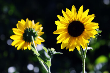 close up of sunflower bloom