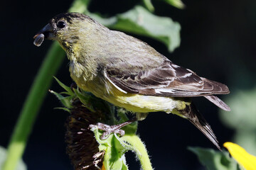 small yellow bird on snuflower
