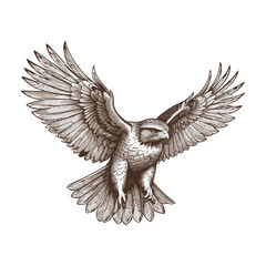 Hand Drawn Flying Hawk Vector Illustration 