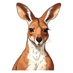 Hand Drawn Kangaroo Illustration