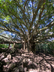 grandfather tree standing here for hundreds of years