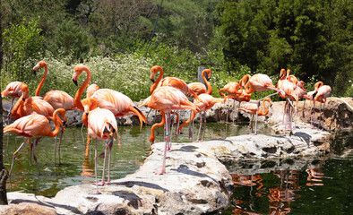 Obraz premium Pink Flamingo standing near water 