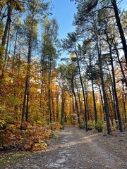Fototapeta premium autumn in the forest