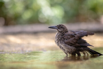 Bird taking a bath