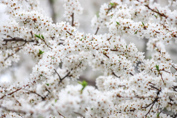 Blossoming branches of a tree with beautiful white flowers as a springtime background
