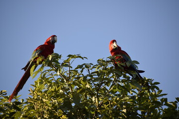 Red Araras in Brazil