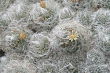 Hairy Cactus with Pale Flower