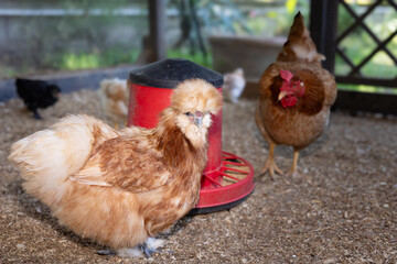 Selective focus Silkie chicken with brown and white plumage stands on wood shavings in an outdoor enclosure. Animal care.