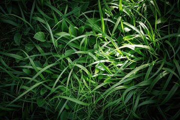 A detailed view of lush green blades of grass, perfect for nature or outdoor-themed contexts