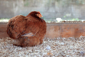 Close up plump brown hen sitting comfortably on wood shavings in a chicken coop, showcasing a...
