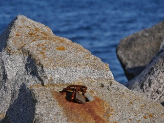 Rostige Liebesschlässer auf Felsen an der Ostseeküste