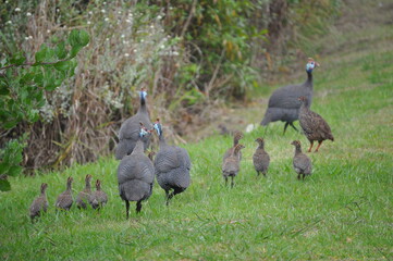 Guineafowls wandering free in South Africa