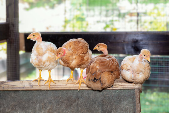 Four young Naked Neck hens sit on the roof of a wooden nest box in the chicken coop, highlighting the stages of their growth and natural behavior.