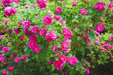 Beautiful blooming rose bush with pink, magenta flowers in garden or park, outdoor